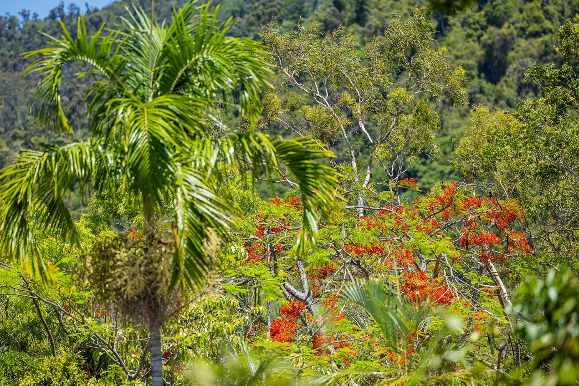 شاطئ إيرلي Kipara Tropical Rainforest Retreat المظهر الخارجي الصورة
